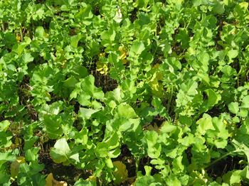 Olieræddike Trident nem.res., 15kg